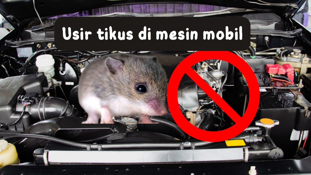 10 Cara Mengusir Tikus dari Kap Mesin Mobil dengan Bumbu Dapur