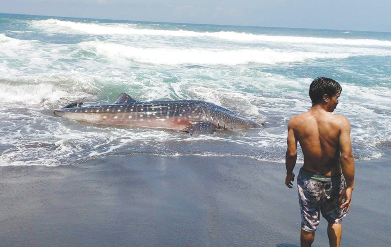 Dalam Sebulan, 3 Hiu Tutul Terdampar di Pantai Selatan Purworejo