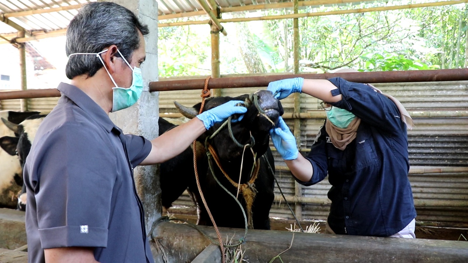 Antisipasi Idul Adha, DKPPP Temanggung Periksa Kesehatan Hewan Kurban dan Beri Obat Cacing