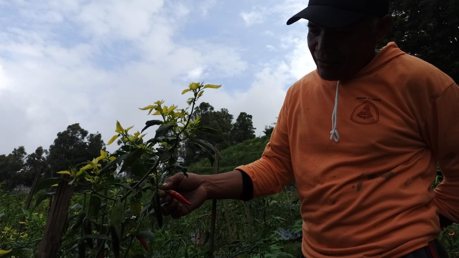 Harga Cabai Temanggung Melonjak, Petani Senyum Lebar, Tapi Puncak Panen Masih Jauh