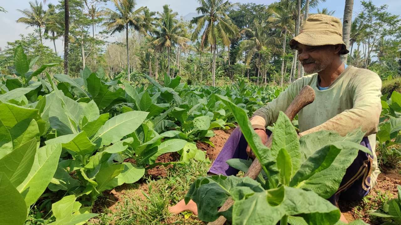 Gudang Garam Stop Beli Tembakau Temanggung, Petani Panik Jelang Panen Raya 2025