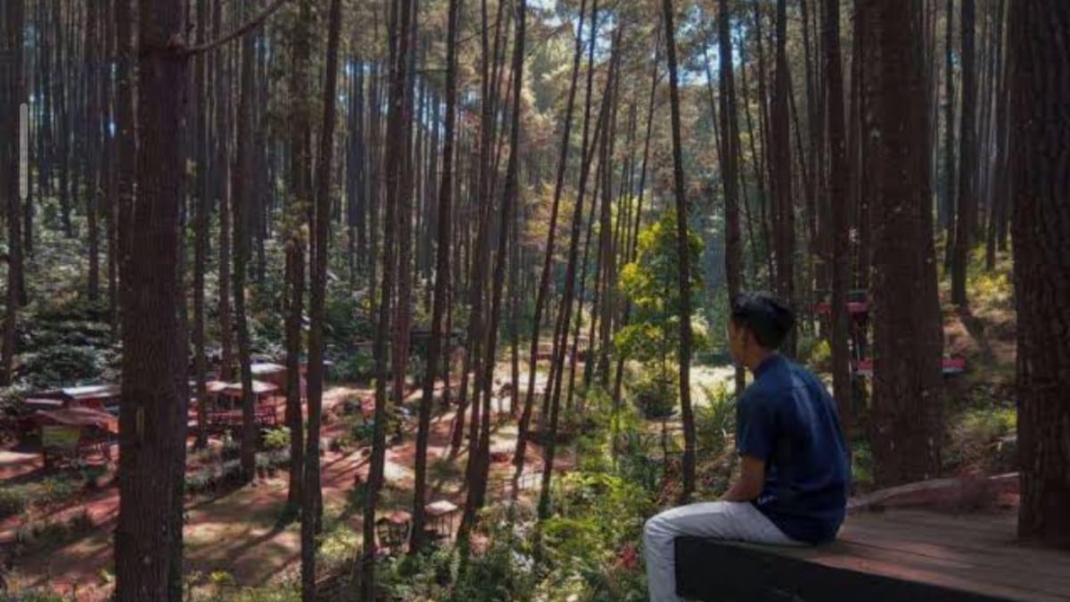 Bikin Hati Adem, Indahnya Hutan Pinus Sigrowong di Temanggung yang Recommended Untuk Dikunjungi!