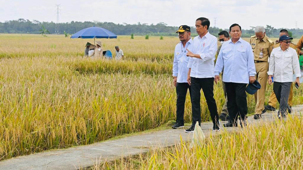 Saat Presiden Jokowi Panen Bersama Menteri Pertanian di Kebumen