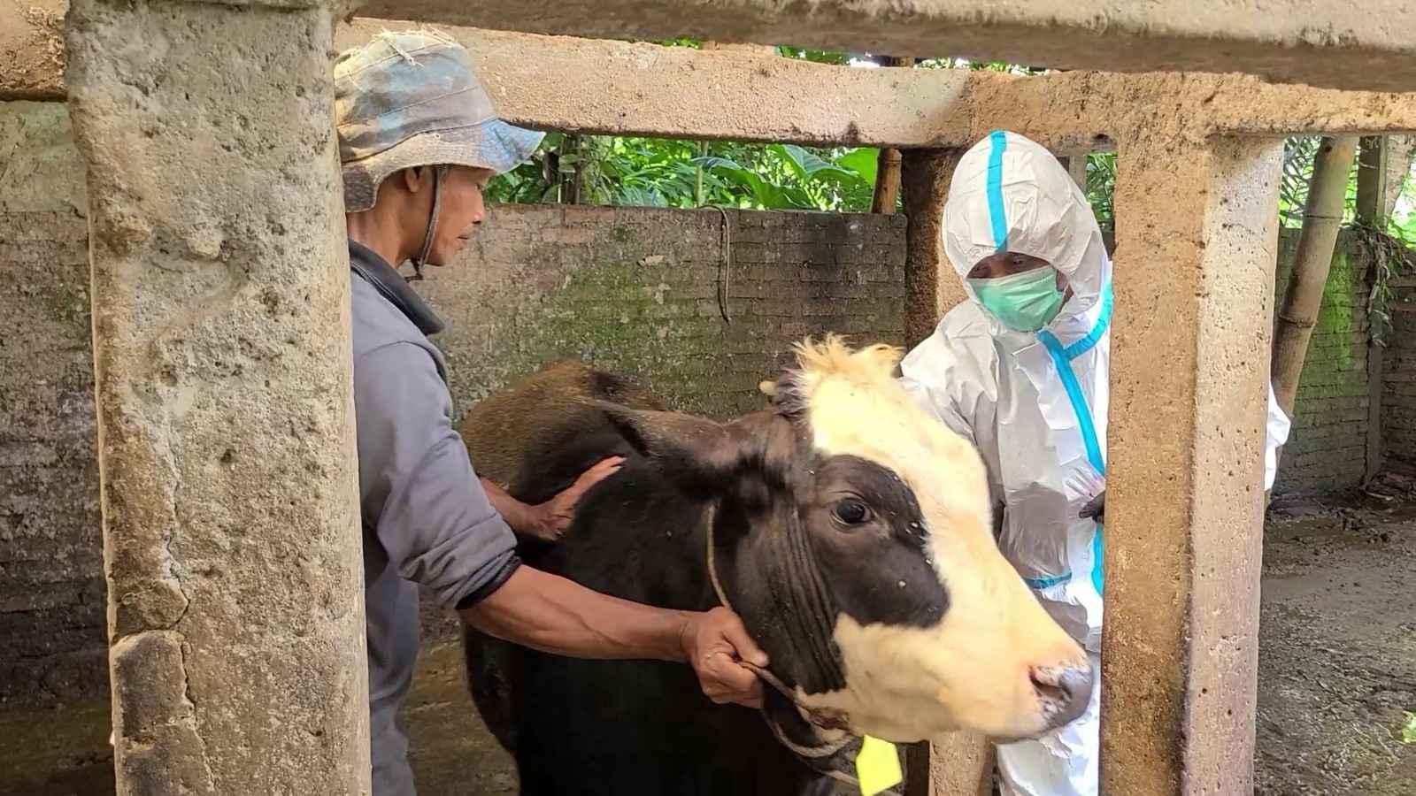 Kasus PMK di Temanggung Melonjak! DKPPP: Jangan Panik, Ini Langkah Pencegahannya!