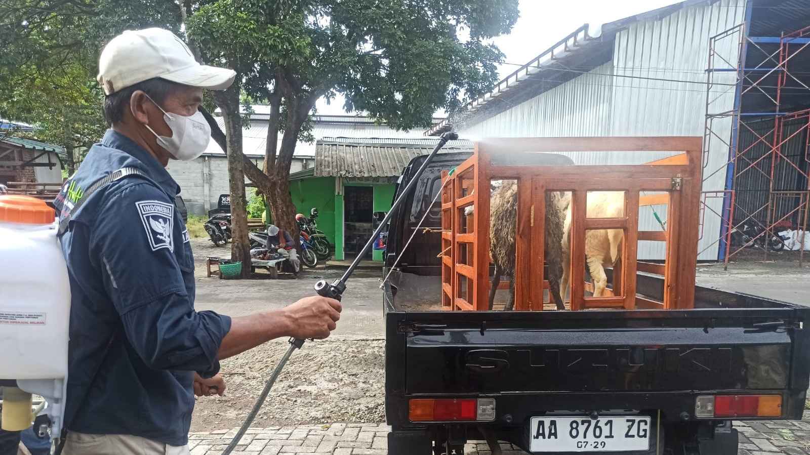 Wabah Penyakit Mulut dan Kuku di Kabupaten Temanggung: 73 Kasus pada Sapi Tersebar di 11 Kecamatan