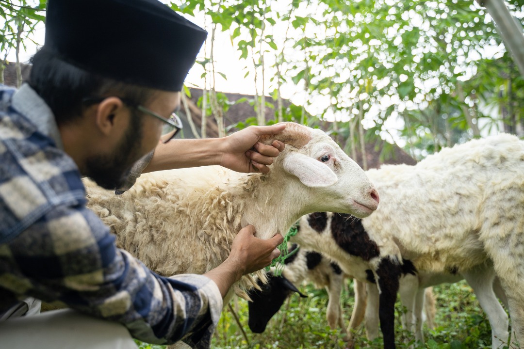 Ini yang Berhak Mendapat Daging Kurban, Siapa Saja Mereka?