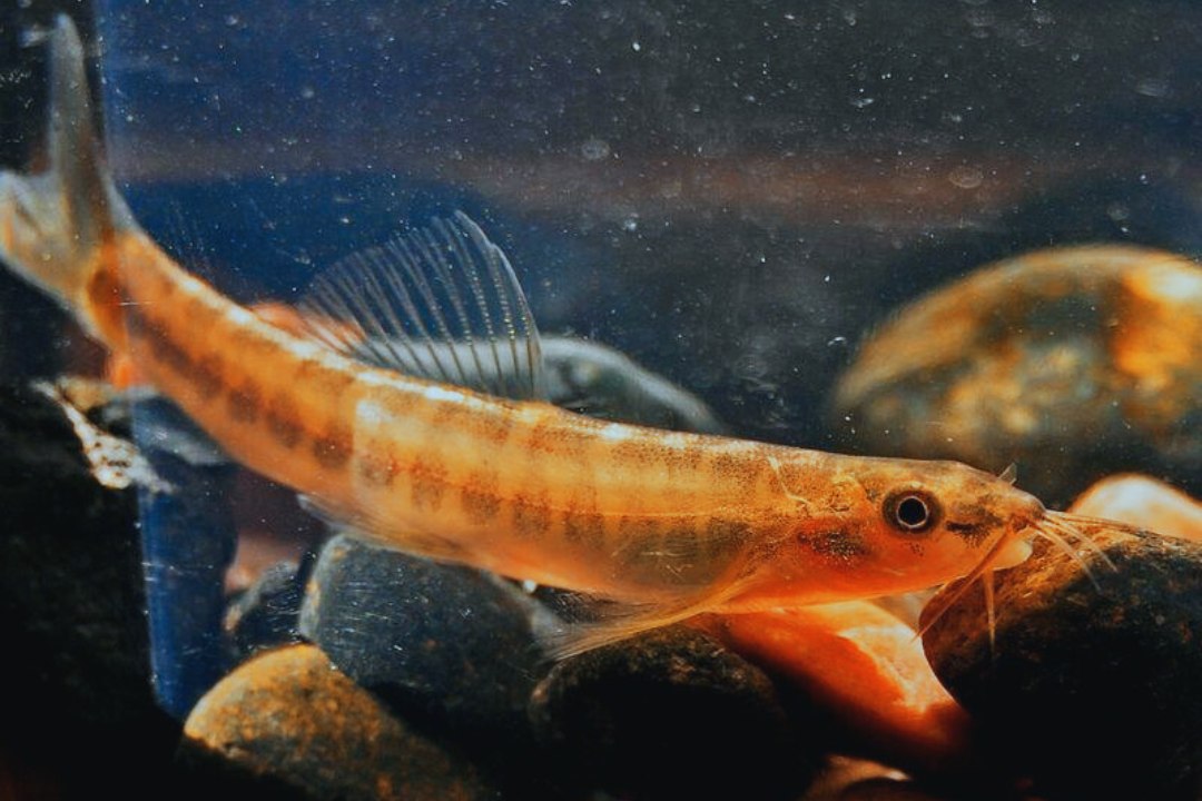 Mengenal Ikan Uceng Temanggung yang Lebih Gurih Dibanding Ikan Uceng Daerah Lain
