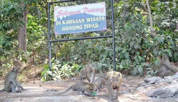 Asal Usul Monyet Berekor Panjang di Kebun Raya Gunung Tidar Magelang