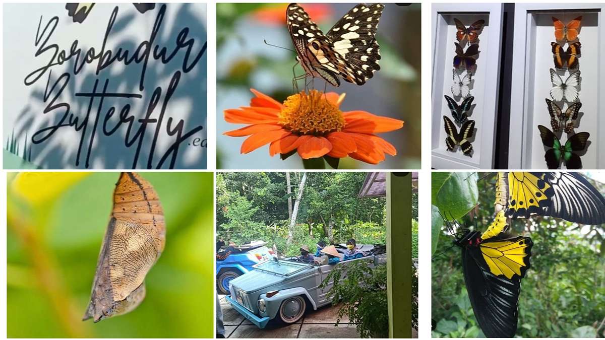 Yuk Belajar tentang Kupu-kupu di Borobudur Butterfly Edu Destinasi Wisata Edukasi dan Menyenangkan di Magelang