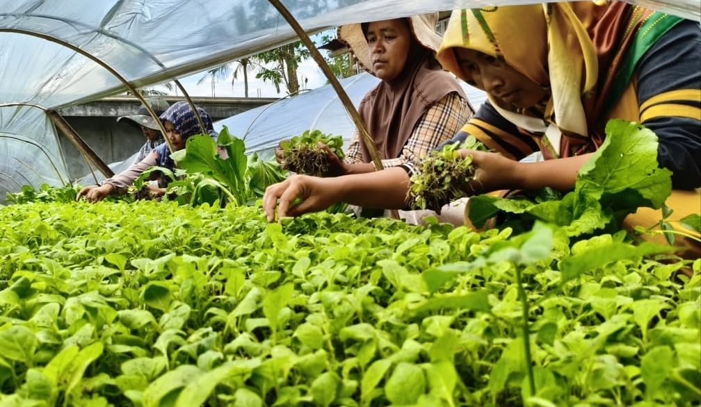 Tembakau Kemloko Masih Jadi Primadona Industri Rokok: Petani Temanggung Diminta Jaga Kualitas