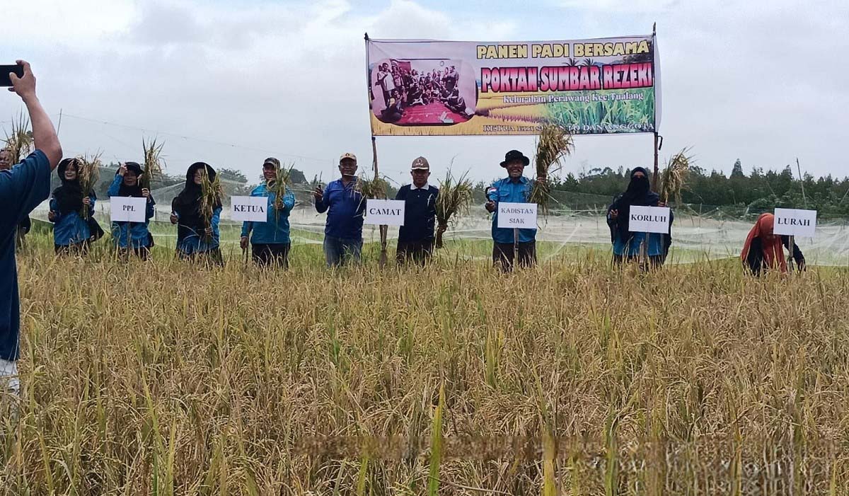 Harga Gabah Kering di Riau Mulai Naik, Petani Harapkan Penyerapan oleh Bulog