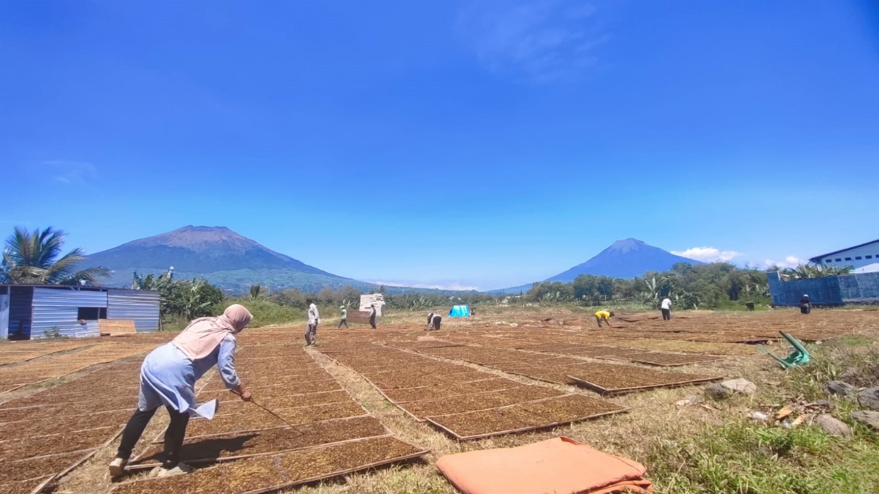 Harga Tembakau Anjlok di Bawah Rp50 Ribu, Petani Wonosobo-Temanggung Terancam Rugi