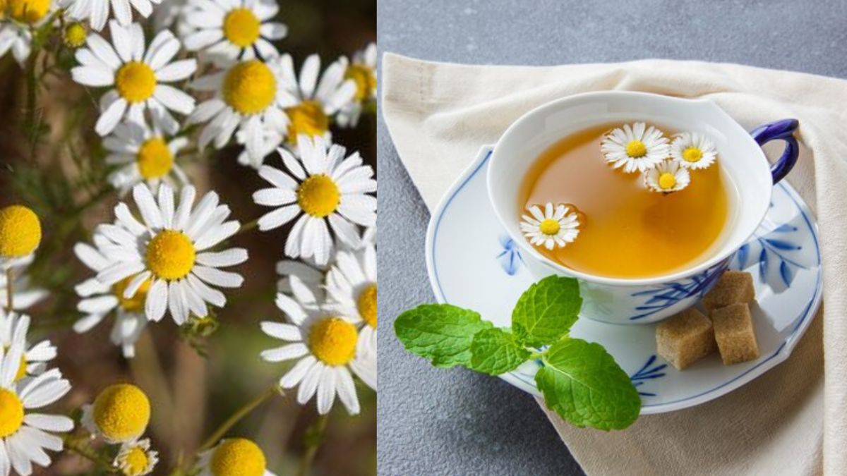 6 Manfaat Mengonsumsi Bunga Chamomile, Bisa Atasi Insomnia Hingga Nyeri Menstruasi