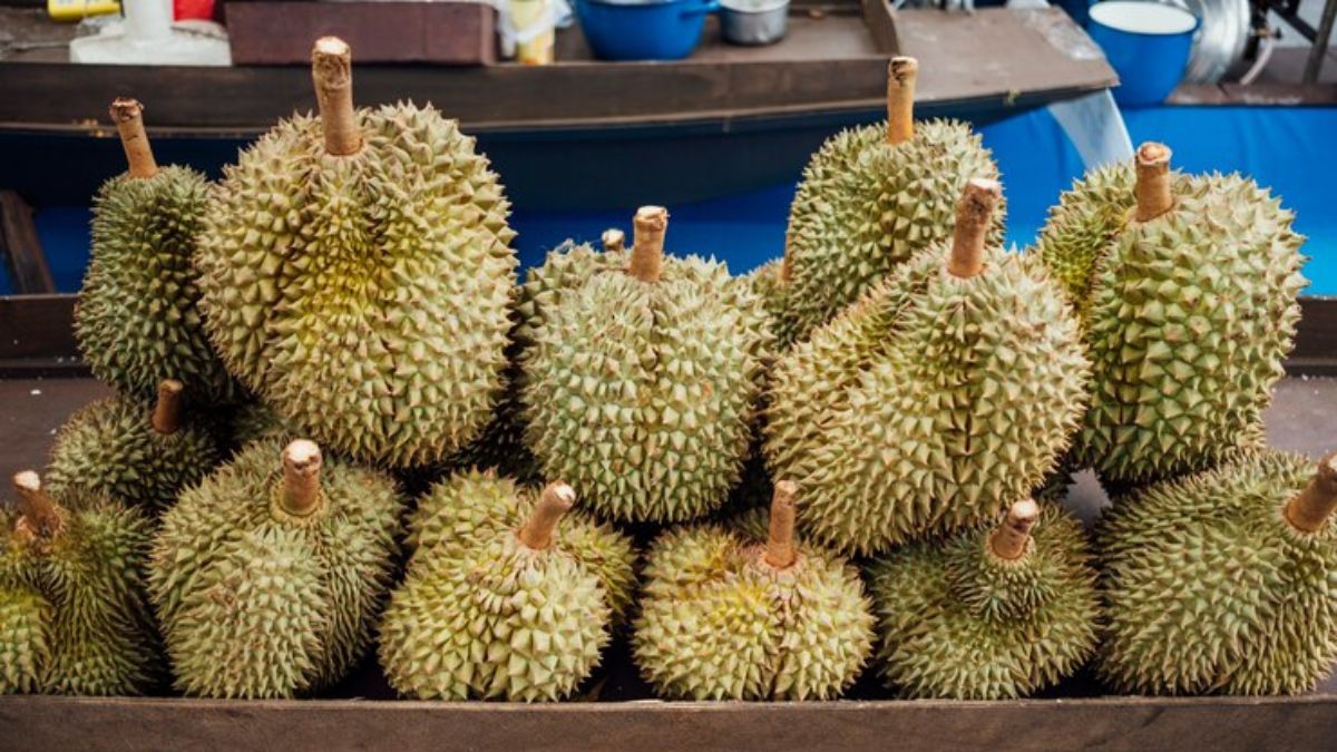 Dusun Gajian: Destinasi Berburu Durian yang Melimpah Ruah di Magelang, Pecinta Durian Wajib Tahu! 