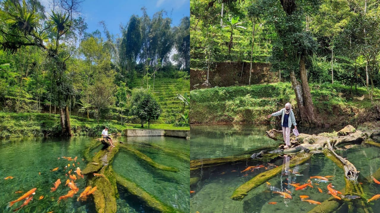 HTM Gratis! Yuk Rasakan Keseruan Bermain Bersama Ikan Koi di Air Jernih Sebening Kaca Umbul Mudal Wonosobo