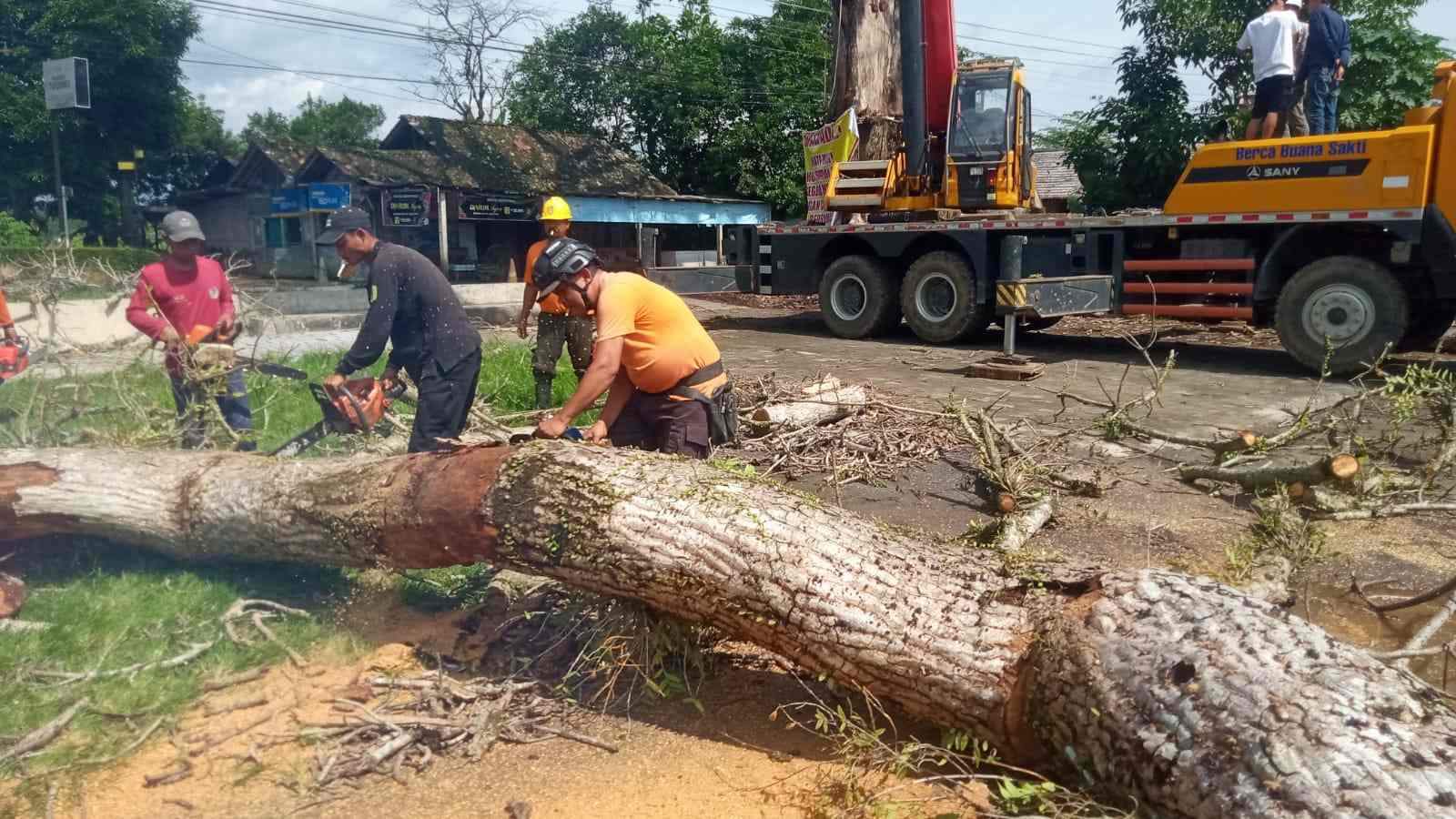 Pohon Randu Alas Berusia 250 Tahun di Borobudur Akhirnya Ditebang, Tunas Baru Disiapkan