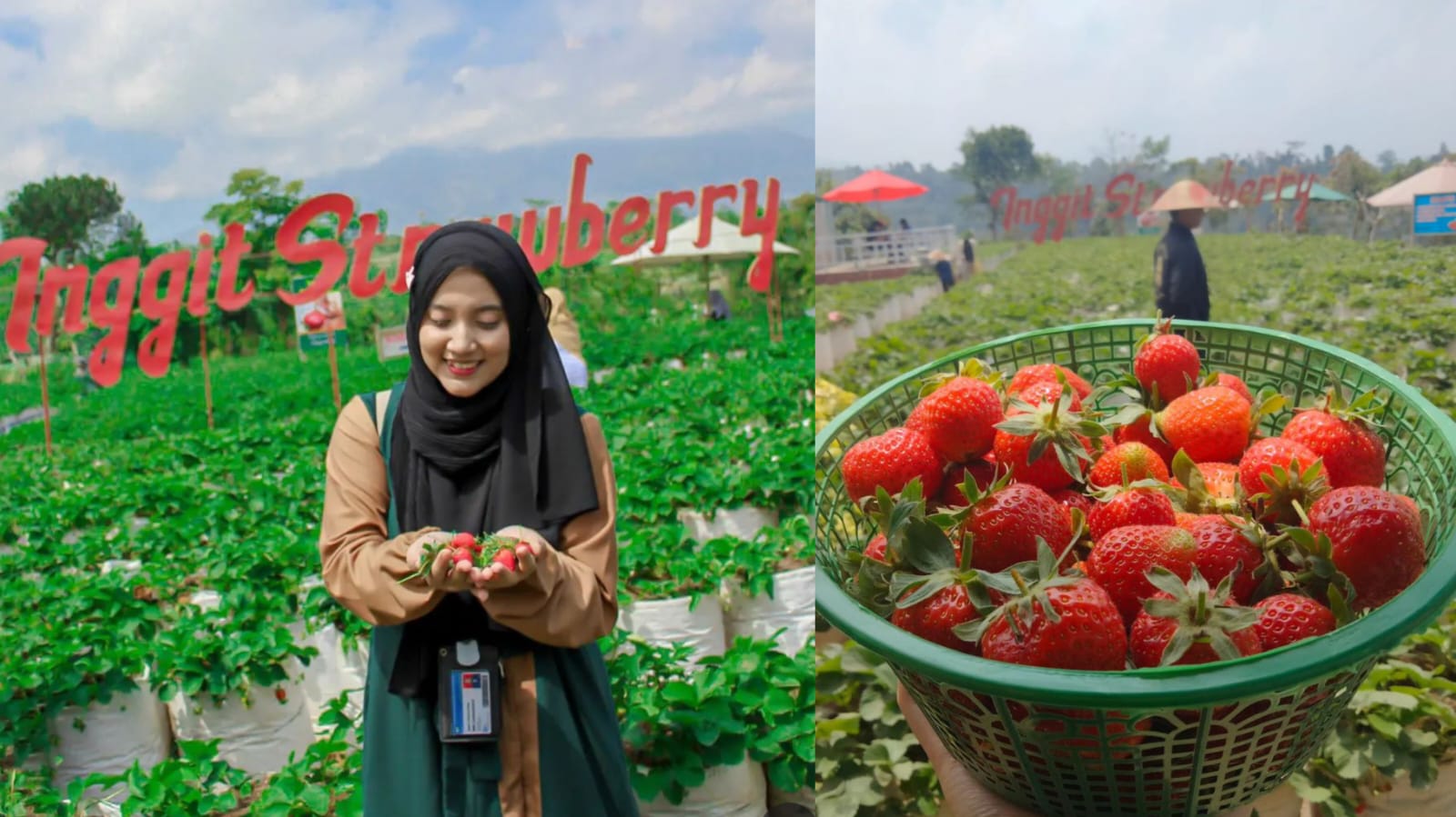 Kebun Inggit Strawberry, Sensasi Wisata Petik Strawberry dengan Pemandangan Indah Dataran Tinggi Magelang