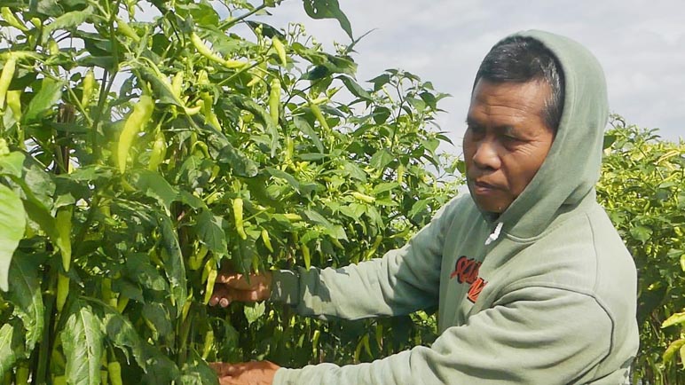 Produktivitas Cabai Turun, Petani: Beruntung Harganya Sedang Tinggi