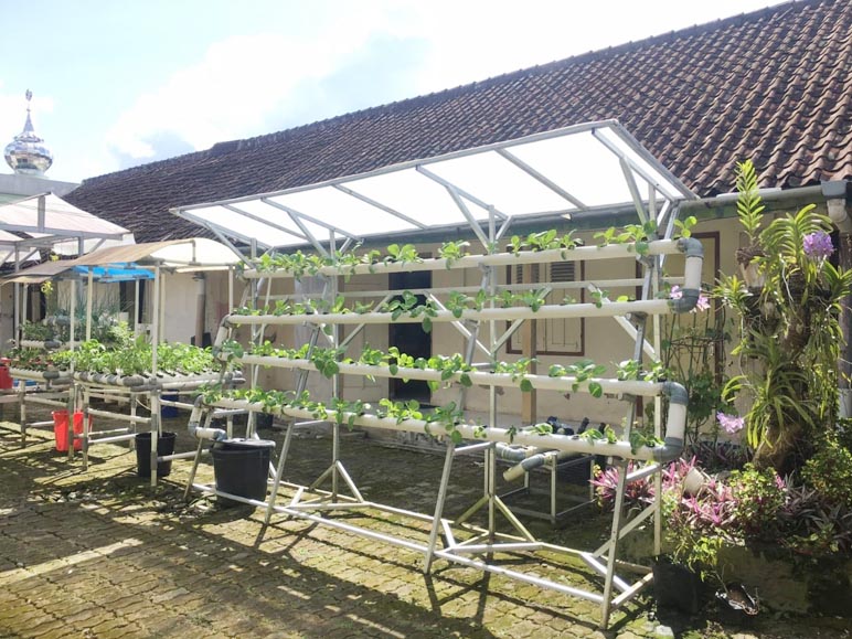 Hemat Pengeluaran, Coba Lakukan Urban Farming di Rumahmu! 