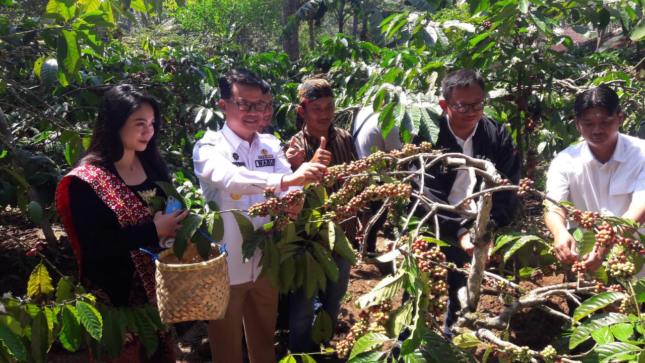 Meski Terluas, Produktivitas Kopi di Lahan Perhutani Masih Rendah