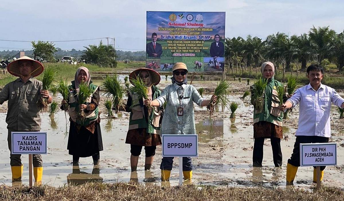 Bangkit dari Banjir! Brigade Pangan Aceh Timur Kembali Tanam 150 Hektare Padi