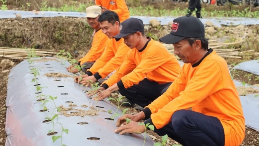 Pengembangan Cabai Lokal Salakan di Temanggung: Potensi Tinggi dan Produktivitas Melimpah