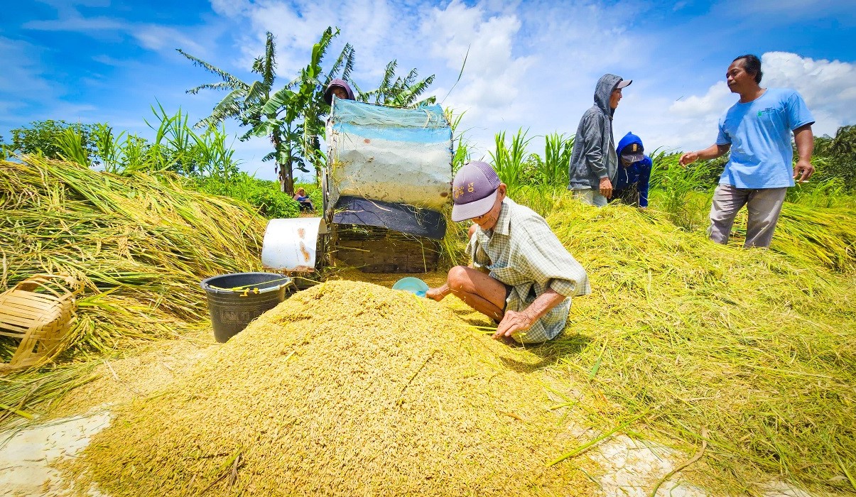 Harga Gabah di Bawah HPP, Petani Kulonprogo Menjerit dan Berharap Bulog Segera Bertindak