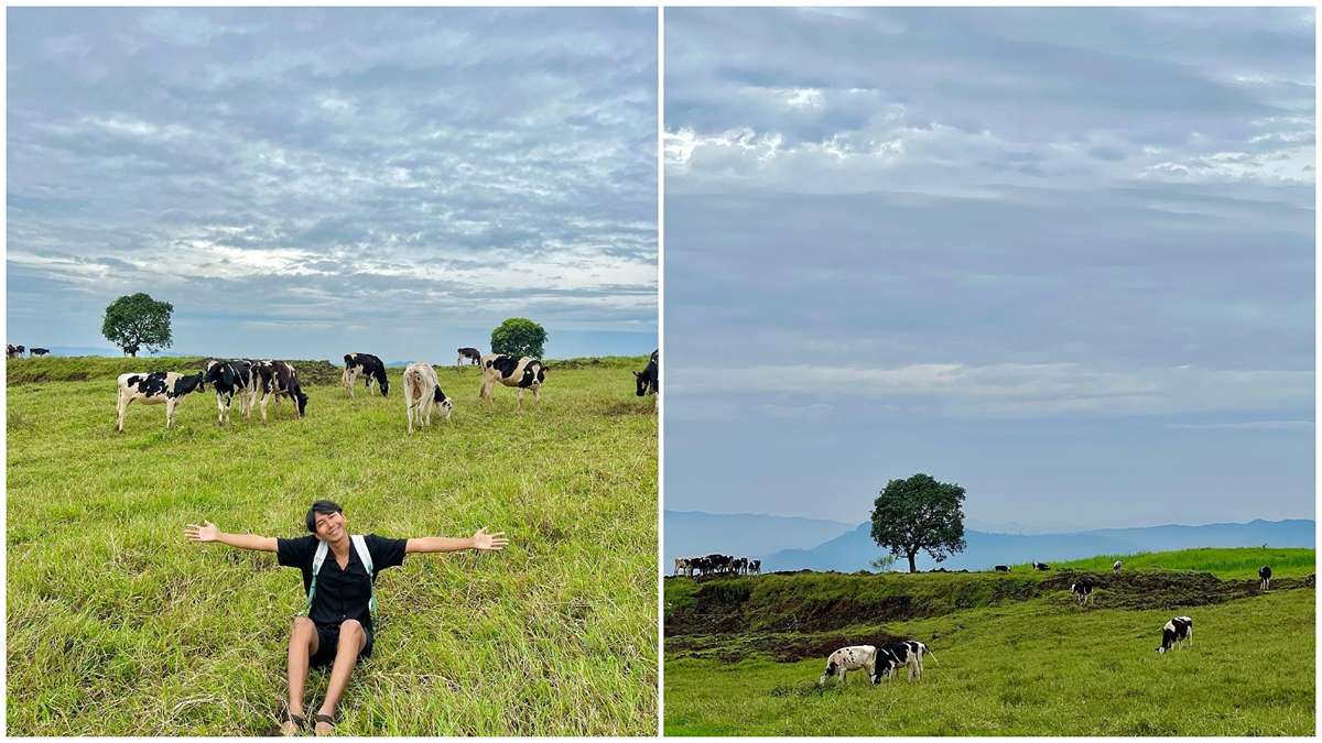 Wisata Edukasi di Manggala Farm Cilongok Banyumas, Berwisata Sambil Memberi Makan Sapi seperti di Luar Negeri