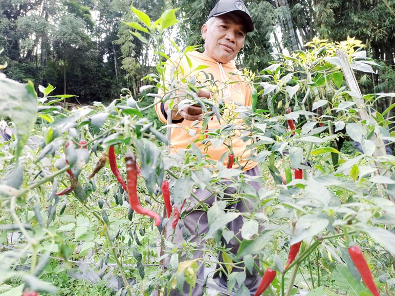 Tak Semua Petani di Temanggung Menikmati Pedasnya Harga Cabai