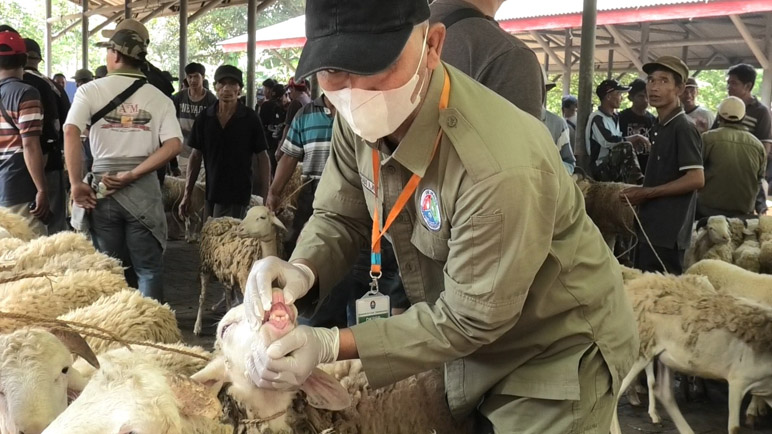 DKPPP Temanggung Perketat Pengawasan Hewan Kurban Jelang Idul Adha