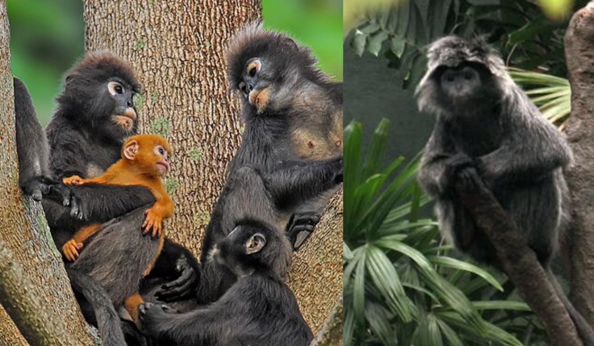 Mengenal Lutung Jawa di Gunung Bismo Via Maron yang Jadi Satwa Endemik Pulau Jawa !