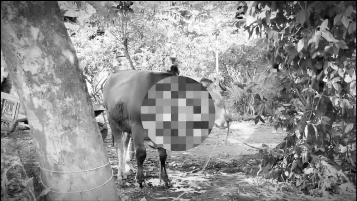 Sapi Kurban Bangkit Setelah Disembelih di Klaten, Haramkah Dagingnya?