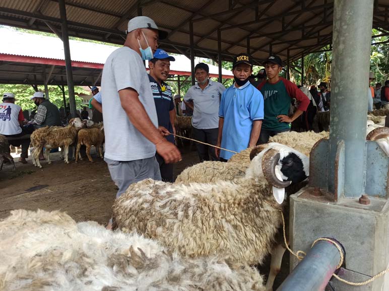 Wabah PMK Berdampak Besar pada Penjualan Hewan Kurban