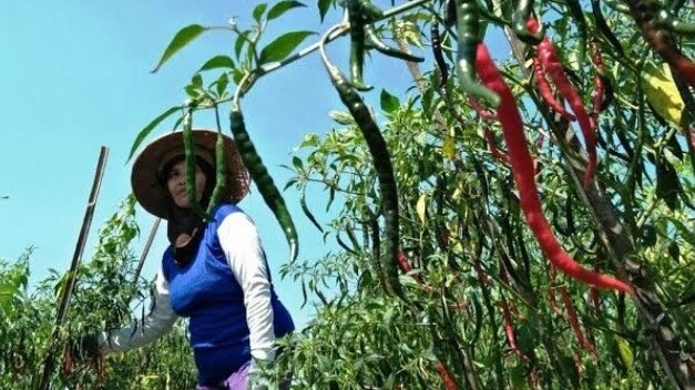 Harga Cabai di Temanggung Melonjak Tajam, Petani Akhirnya Tersenyum Lagi