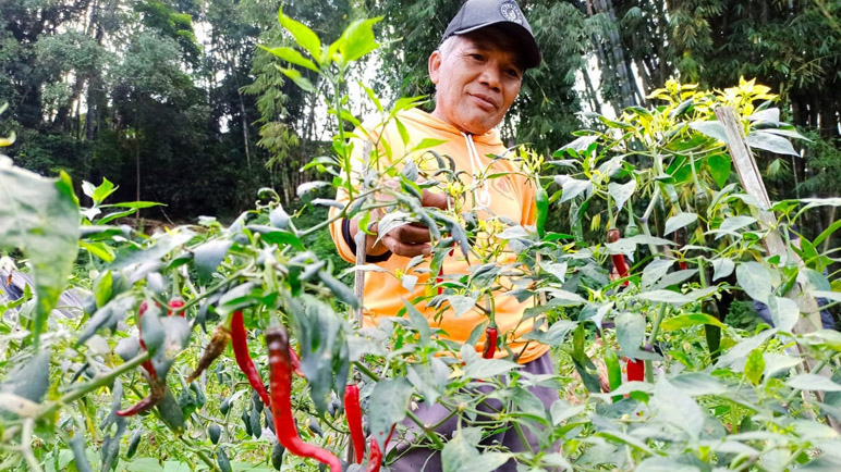 Harga Cabai Sret di Temanggung Merangkak Naik