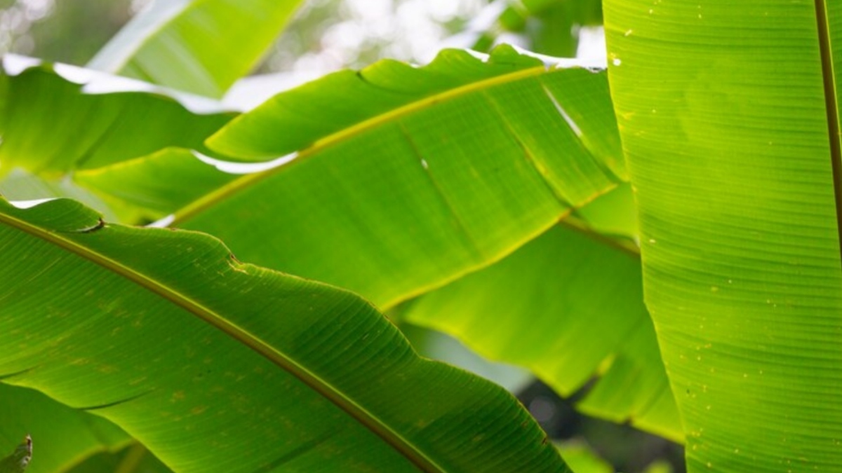 5 Manfaat Daun Pisang yang Berguna untuk Kesehatan hingga di Industri Kecantikan!