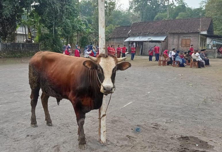 Tujuh Hewan Kurban di Kabupaten Magelang Terkena Cacing Hati, di Daerah Mana Saja?