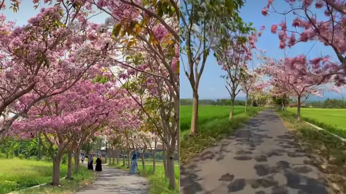 Tips dan Rute Jalan Desa Payaman Viral, Tempat Bunga Tabebuya Serentak Bermekaran Bagaikan Ada di Jepang 
