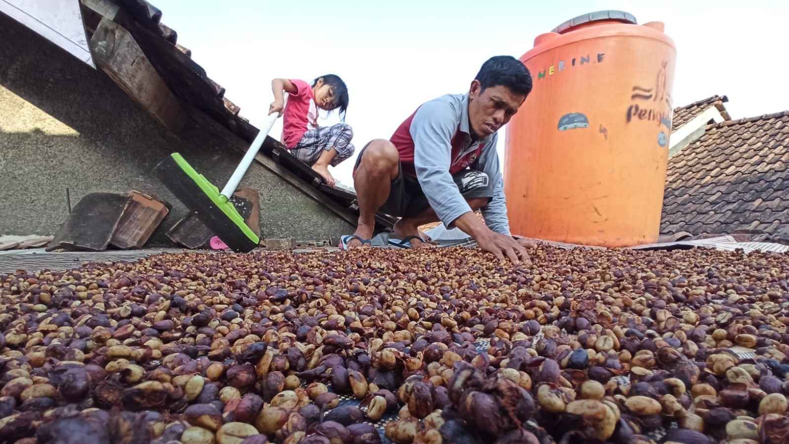 Harga Kopi Temanggung Awal 2025 Naik: Permintaan Tinggi, Stok Menipis