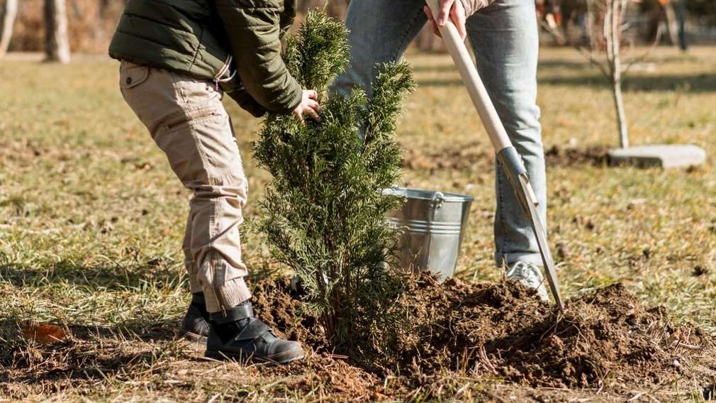 Cara Memperingati Hari Menanam Pohon Indonesia, Ajak Anak Hingga Wisatawan Peduli Lingkungan