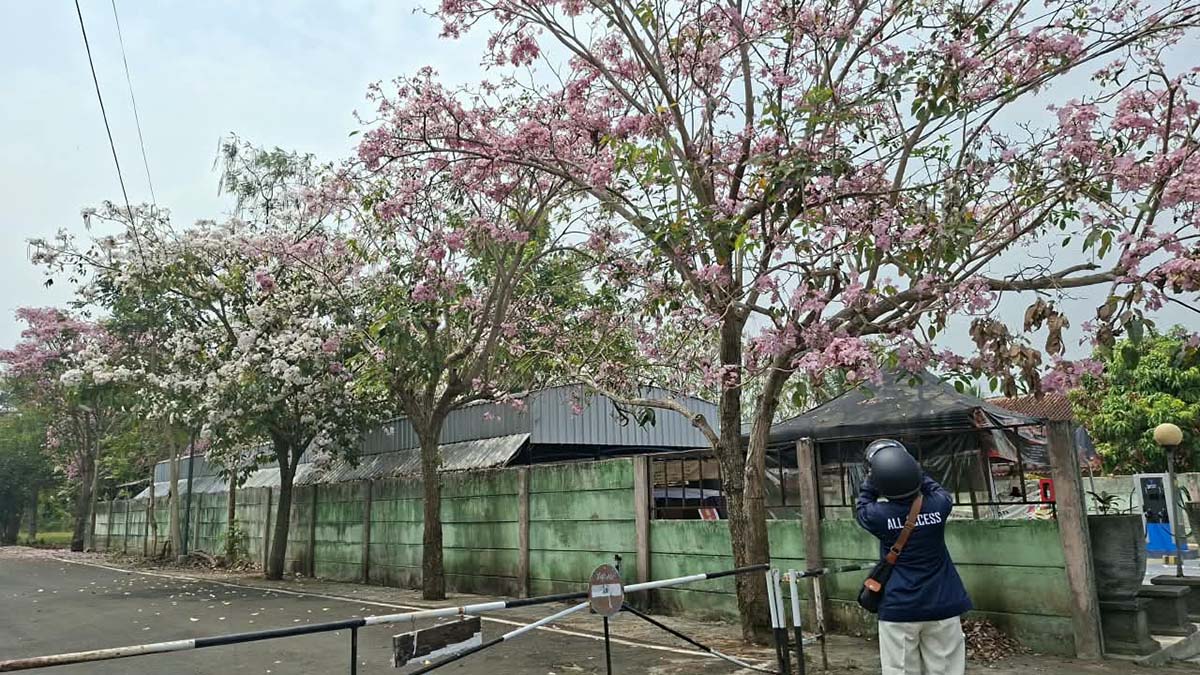 Tiap Tahun Kota Magelang Sudah Seperti Kota di Jepang Berkat Tabebuya yang Mirip Sakura
