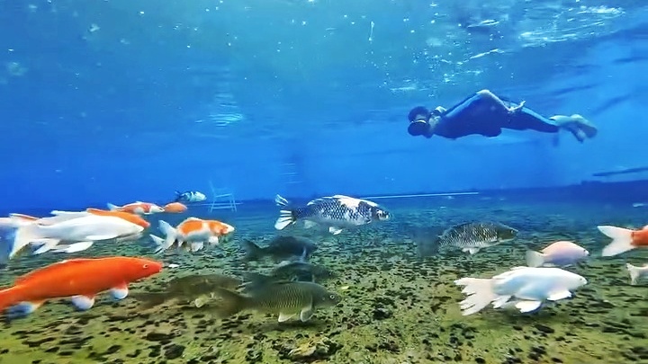 Daya Tarik Taman Wisata Air Kalibening Magelang, Berenang Bareng Ikan sampai Main di Skatepark