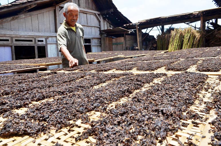 Keren! Temanggung Raih Penghargaan sebagai Kabupaten Terbanyak Miliki Indikasi Geografis (IG)