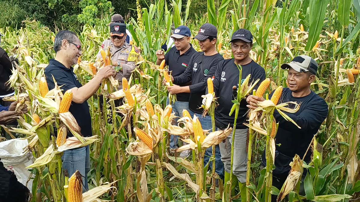 Lahan Tidur di Bandongan Disulap Jadi Kebun Jagung, Petani Magelang Panen 10 Ton