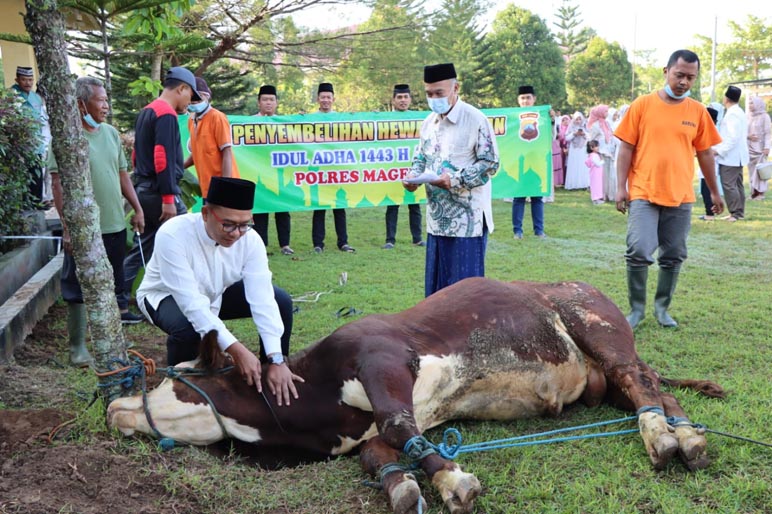 Hewan Kurban Sebelum Disembelih di Magelang, Petugas Cek PMK, Apa Hasilnya?