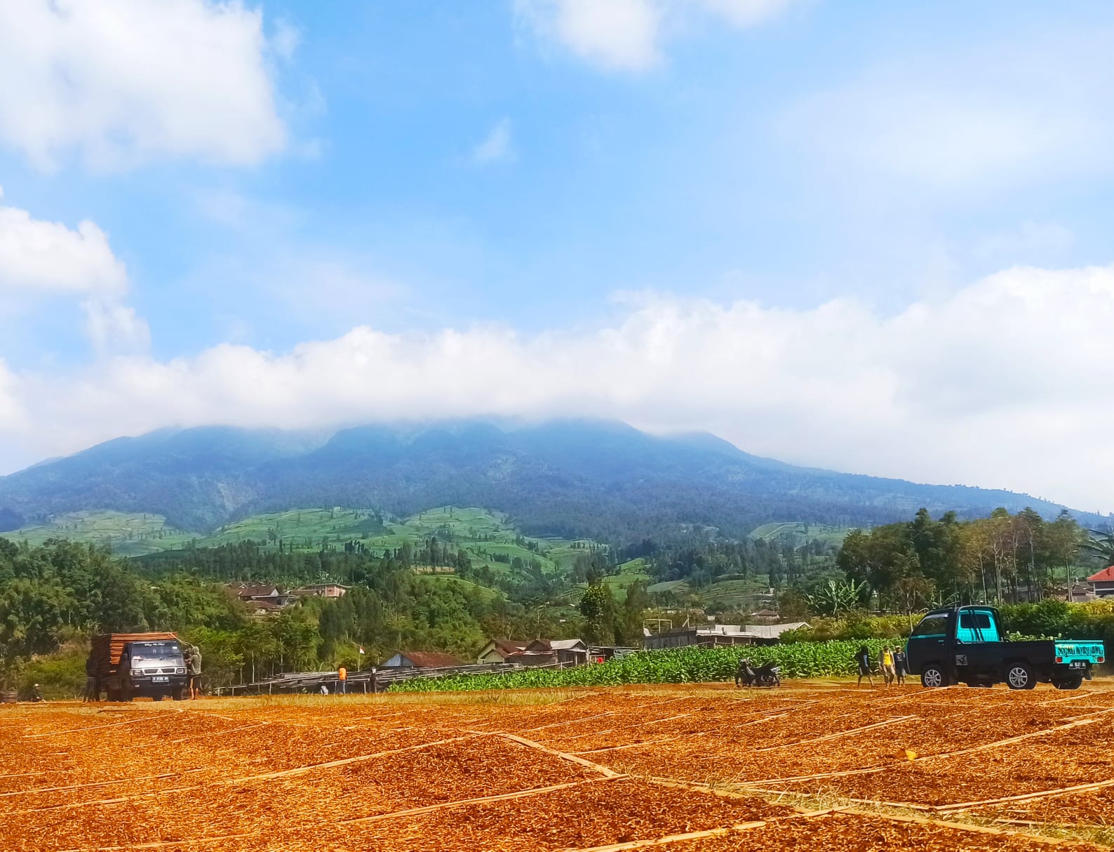 Belum Ada Pembelian Tembakau dari Pabrikan, APTI Temanggung Geram