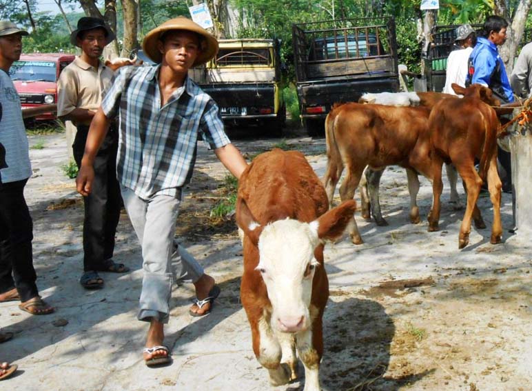 Mulai 9-22 Juni Pasar Hewan Tutup