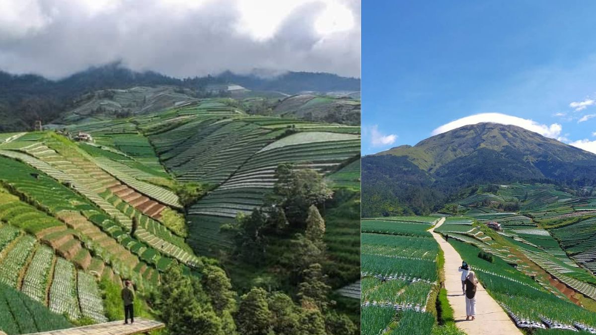 Negeri Sayur Sukomakmur, Nikmati Indahnya View Gunung Sumbing Hanya 40 Menitan dari Kota Magelang 