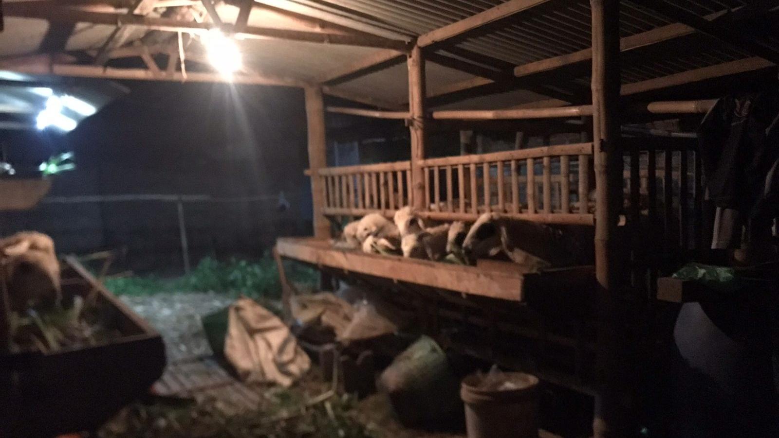 Jelang Idul Adha, Peternak Kambing di Magelang Masih Sepi Pembeli