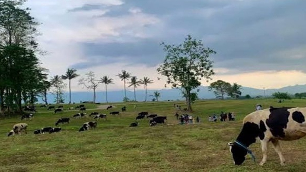 Menikmati Suasana Alam dan Bermain dengan Hewan di Propang Ranch, Surga Alam Gratis Magelang Mirip New Zealand